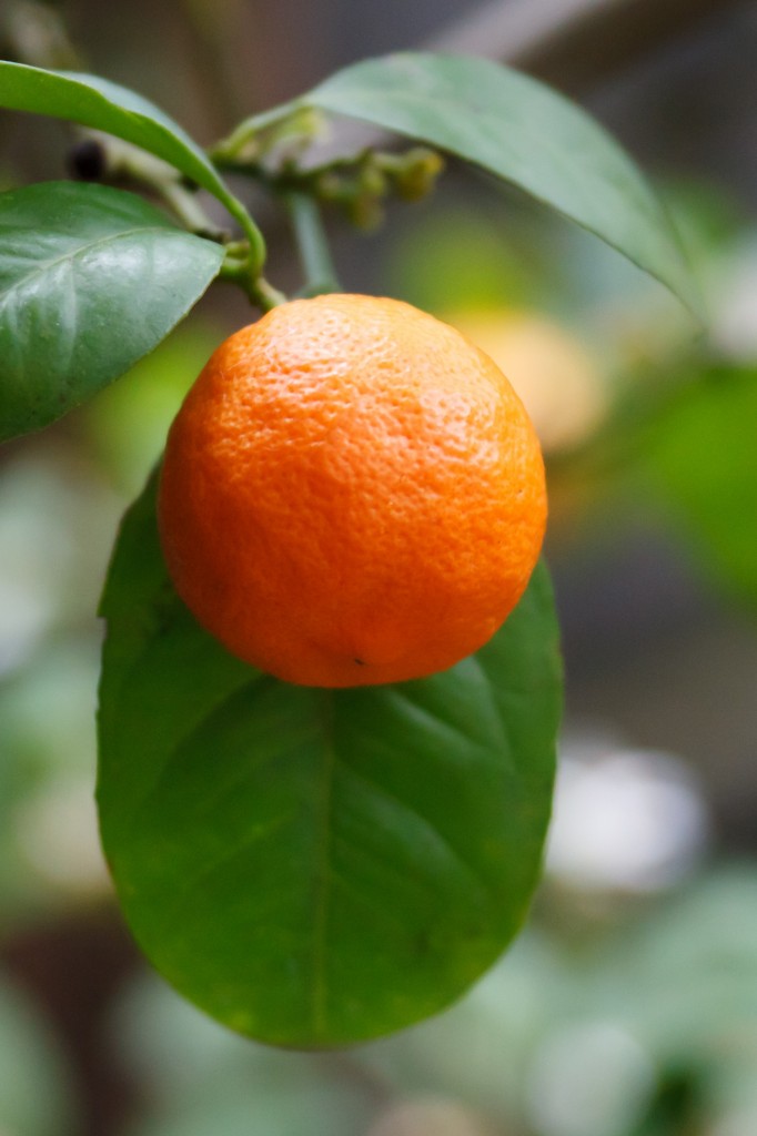 growing_mandarin_198650